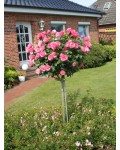 Floribunda Rose Leonardo da Vinci в саду біля будинку